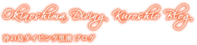 沖の島ダイビング黒潮ブログ